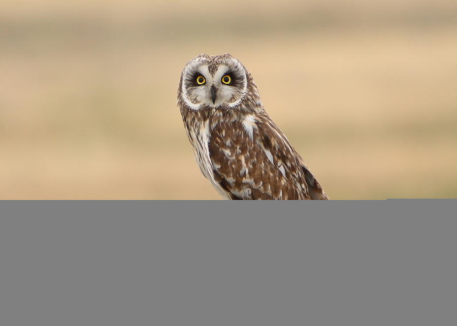 Short Eared Owl Photograph by David Andersen