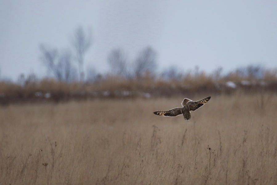 Short Eared Owl Dive Photograph by Brook Burling