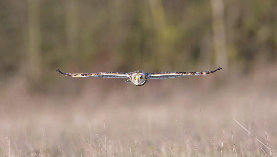 Short-Eared Owl Flat Wings Photograph by Pete Walkden