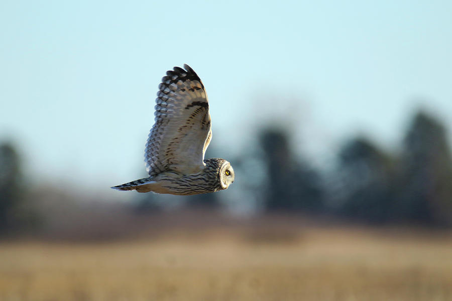 Short eared Owl Flight Photograph by Brook Burling
