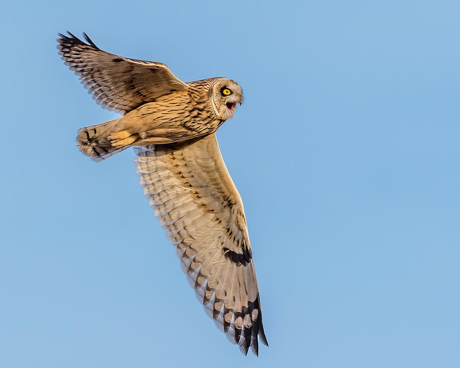 Short Eared Owl Flight Photograph By Morris Finkelstein Pixels 1702