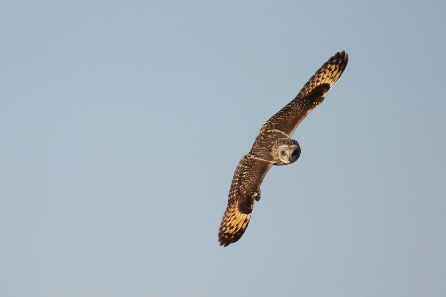 Short Eared Owl Fly Photograph by Brook Burling