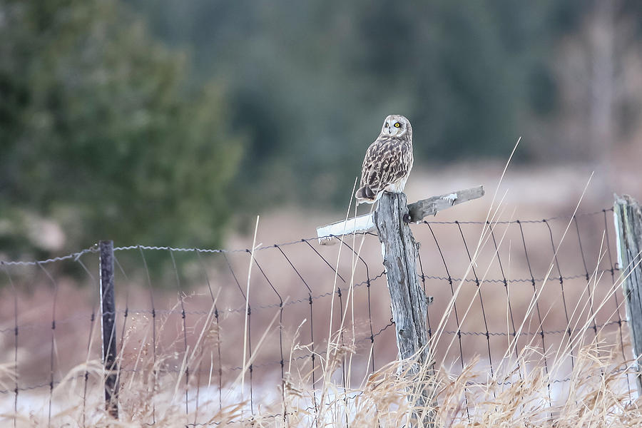 Short-eared Owl Photograph by Gary Hall