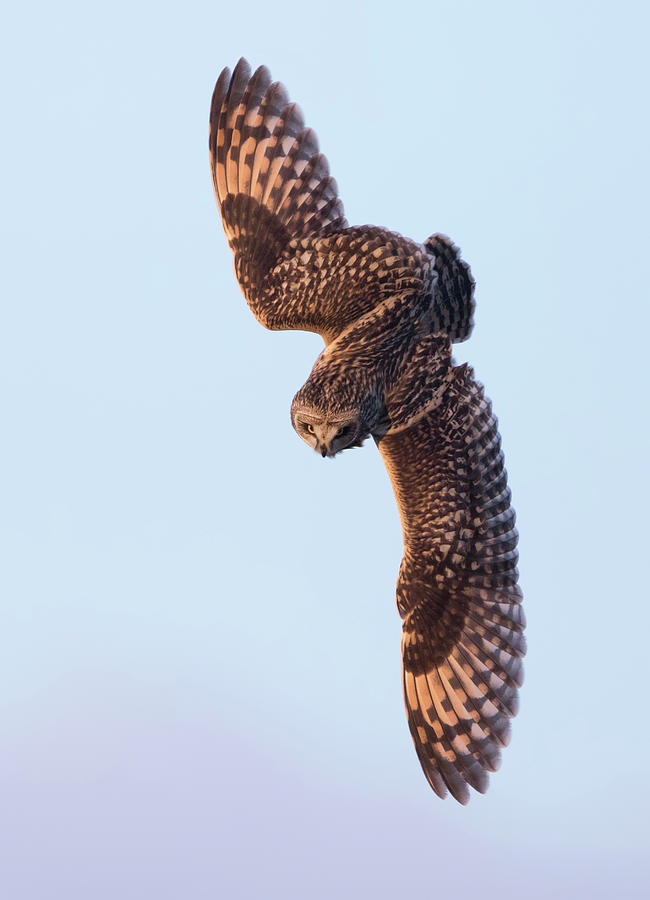 Short-Eared Owl Going In For The Kill Photograph by Pete Walkden