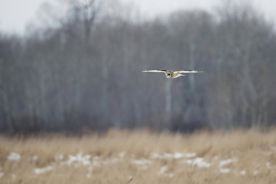 Short Eared Owl Hover Photograph by Brook Burling