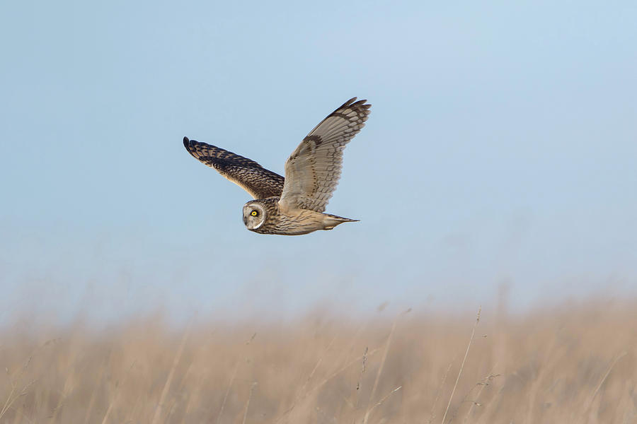 Short-Eared Owl Hunts Photograph by Pete Walkden