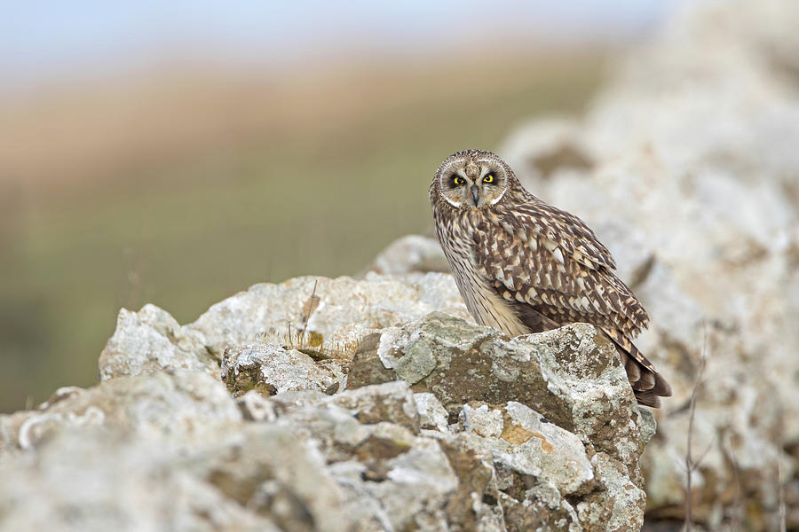 Short-Eared Owl In Cotswolds Photograph by Pete Walkden
