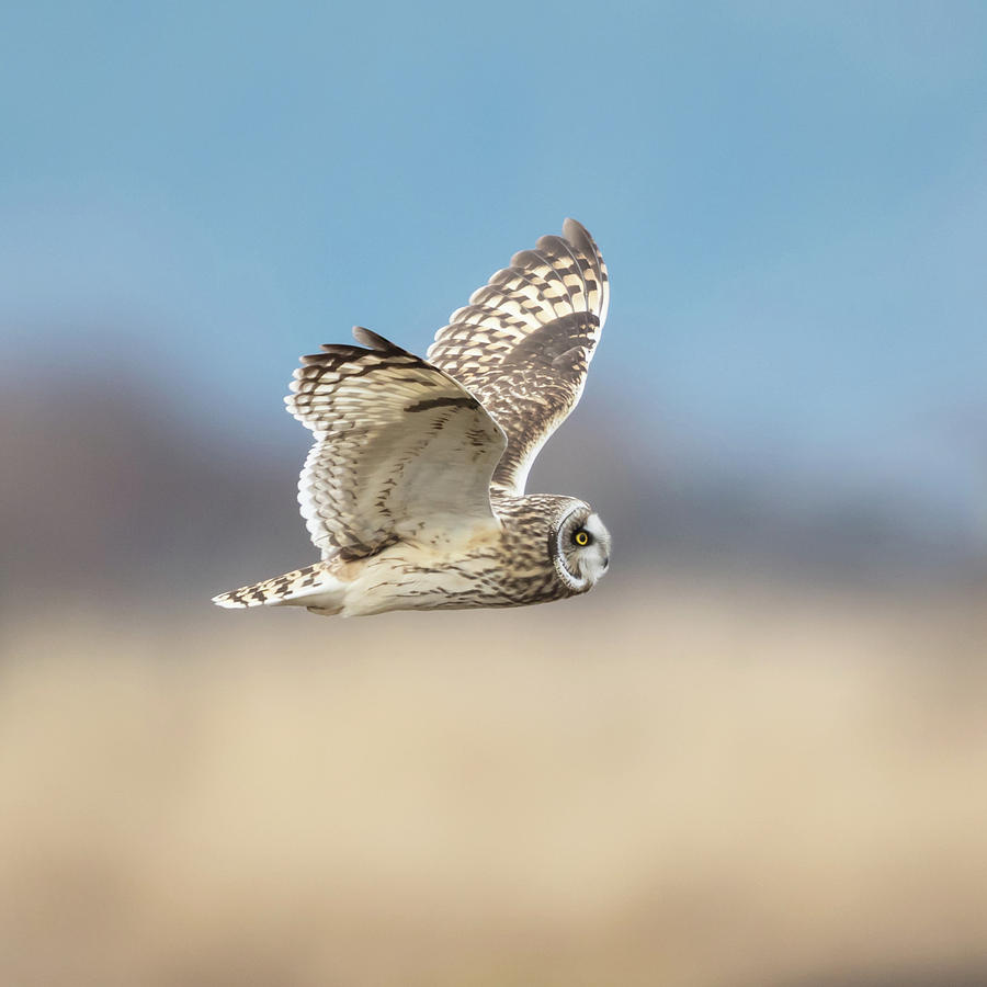 Short-eared Owl in Flight Photograph by Angie Vogel