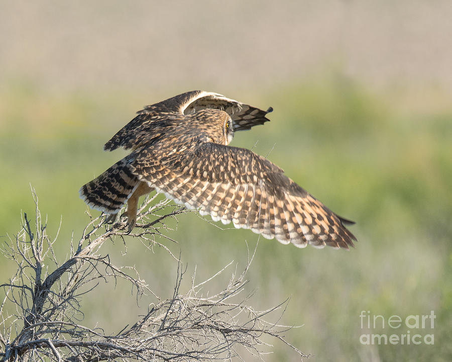 Owl Photograph - Short Eared Owl in Flight by Dennis Hammer