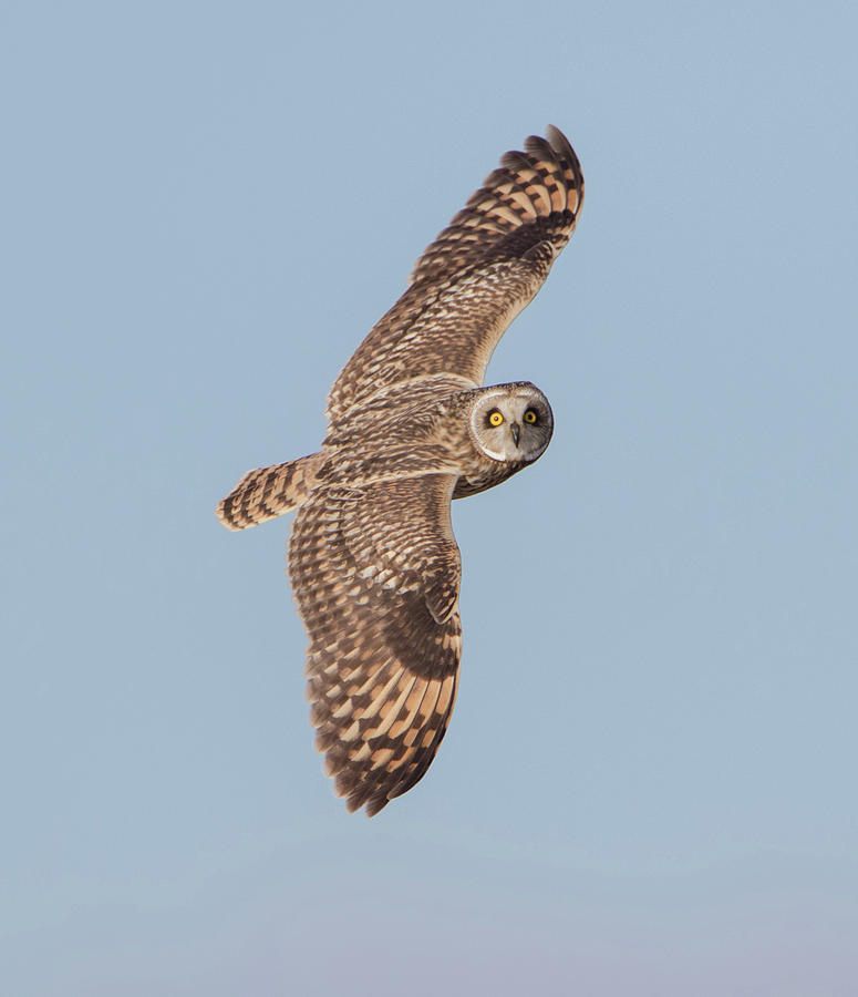 Short-Eared Owl In Flight Photograph by Pete Walkden