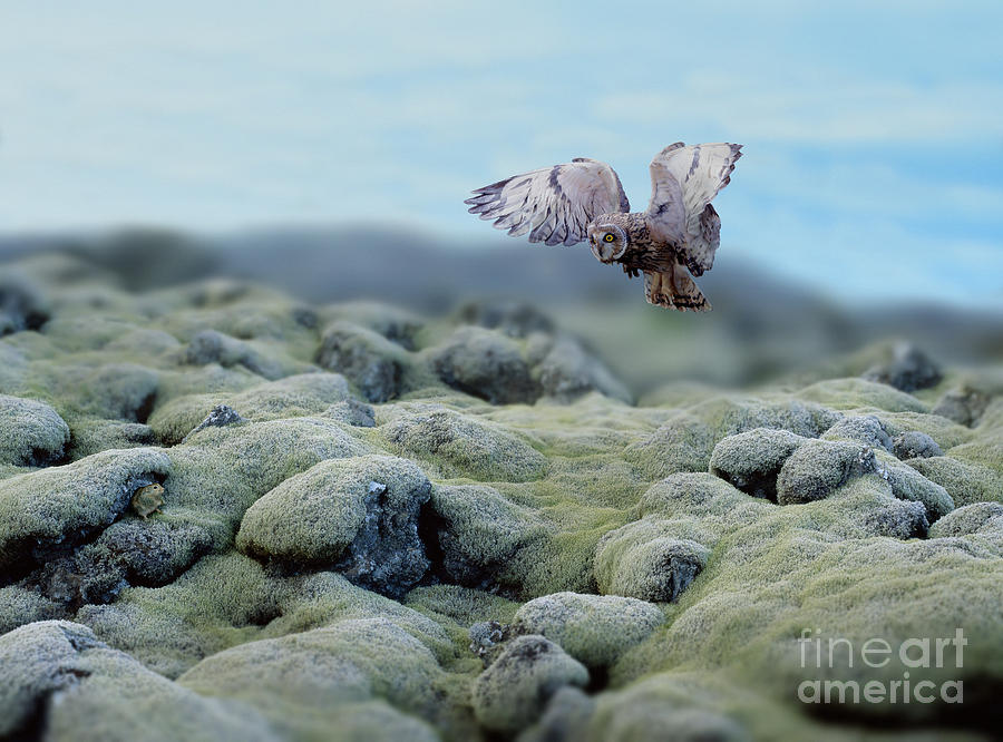 Short-eared Owl in Iceland Photograph by Warren Photographic