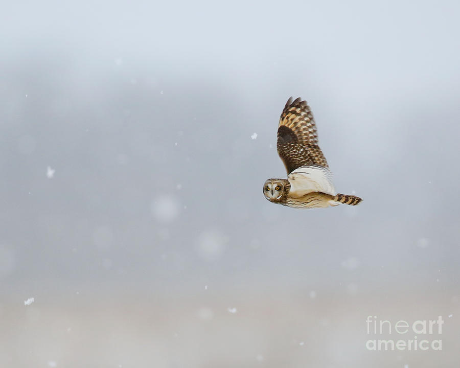 Short Eared Owl In The Snow Storm Photograph by Heather King
