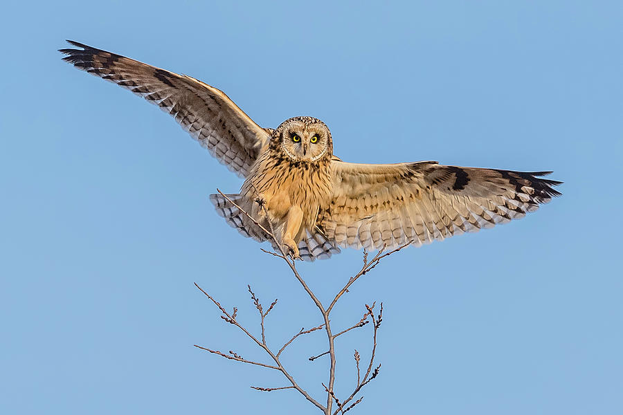 Owl Photograph - Short-Eared Owl Landing #2 by Morris Finkelstein