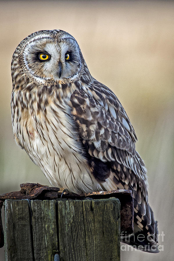 Short Eared Owl on a Post Photograph by Sonya Lang