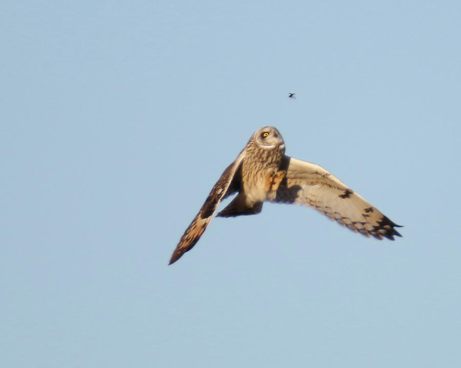Short eared Owl On Bug Photograph by Brook Burling
