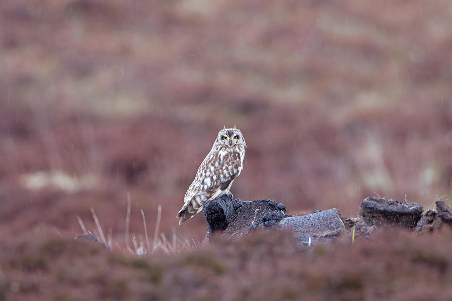 Short-Eared Owl On Peat Photograph by Pete Walkden