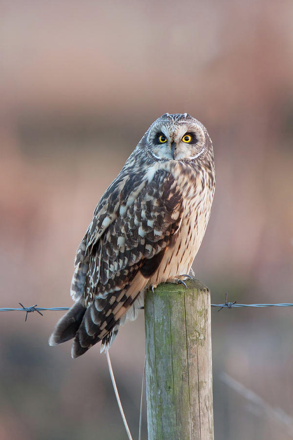 Short-Eared Owl On Post Photograph by Pete Walkden