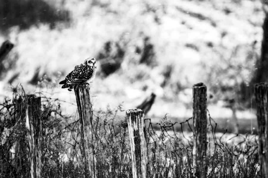 Owl Photograph - Short Eared Owl on the Lookout by Tracy Winter