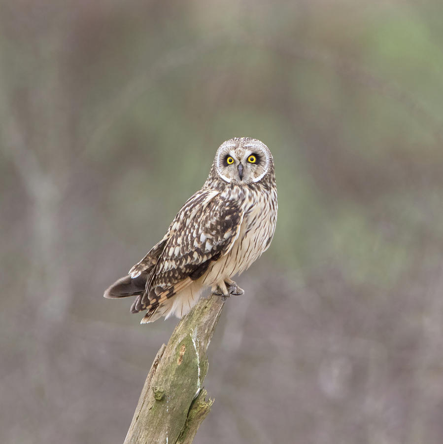 Short-Eared Owl Perched On Log Photograph by Pete Walkden