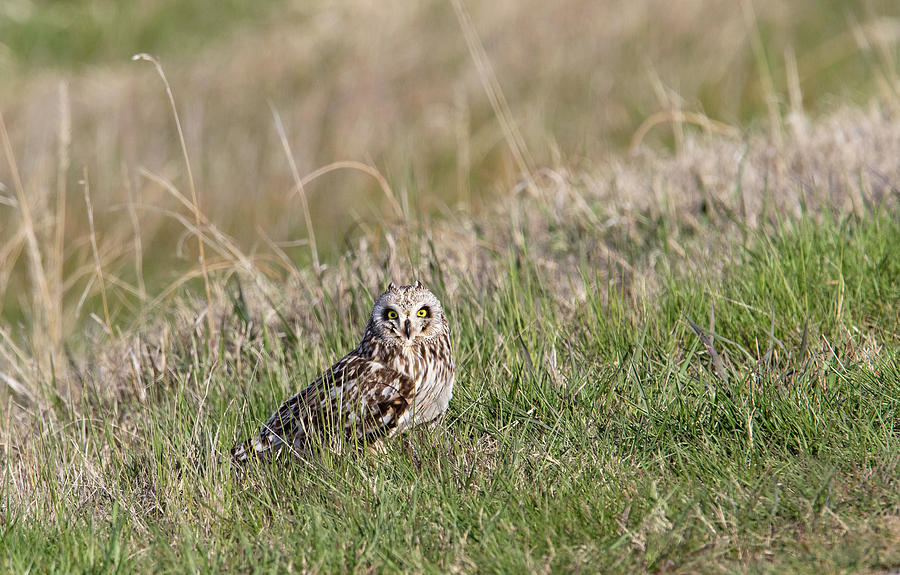 Short Eared Owl Photograph by Ronnie And Frances Howard
