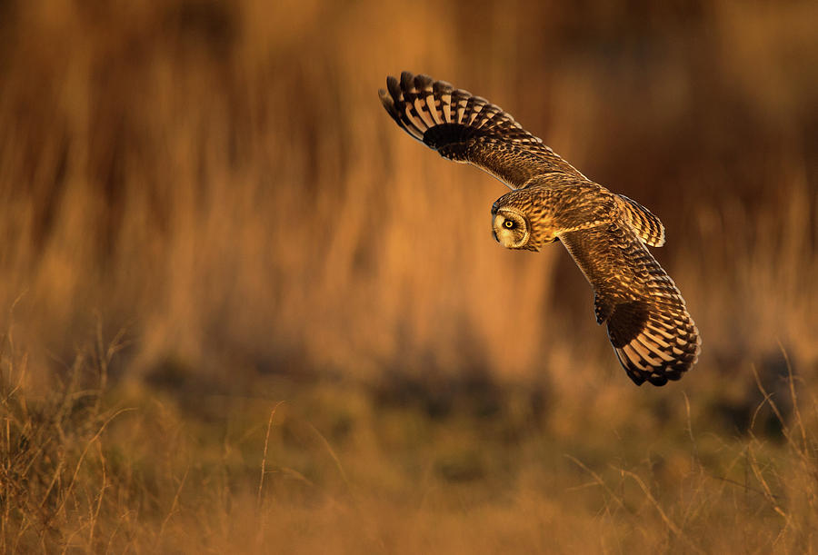 Short-Eared Owl Spread Photograph by Max Waugh