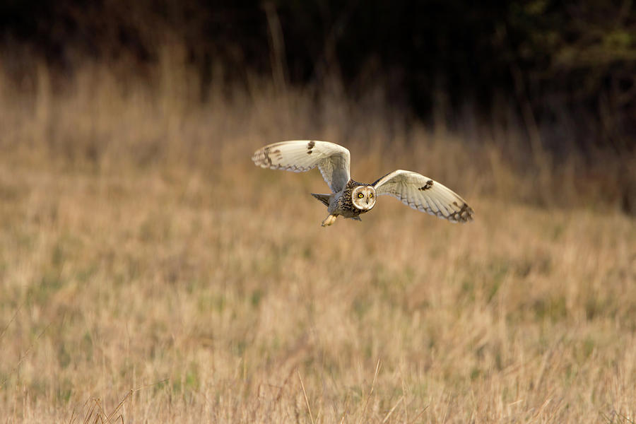 Short-Eared Owl Takes Off Photograph by Pete Walkden