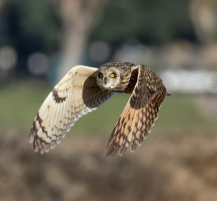 Short Eared Owl Photograph by Thomas Kaestner - Pixels