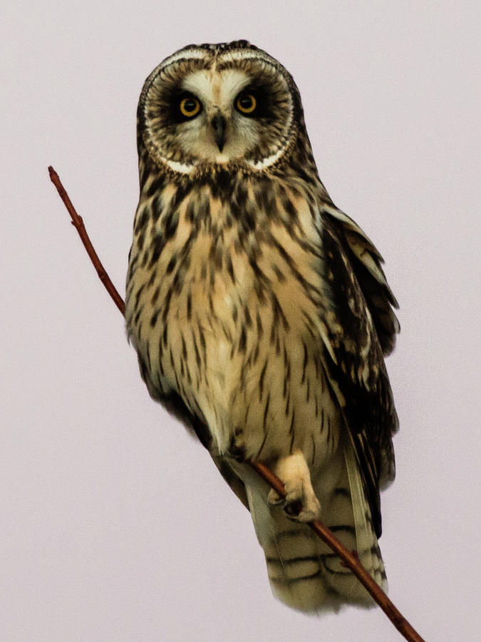 Short Eared Owl Photograph by Walt Sterneman