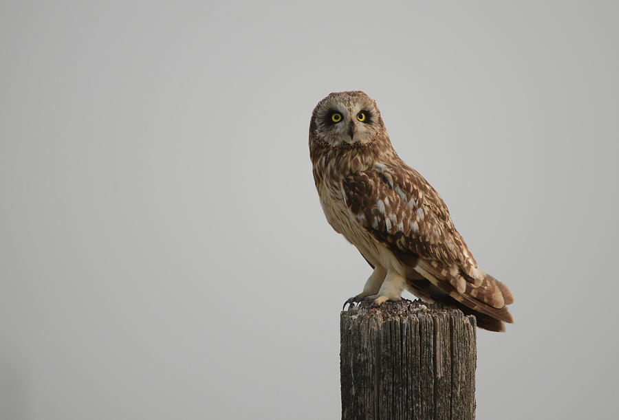 Short Eared Owl Photograph by Whispering Peaks Photography
