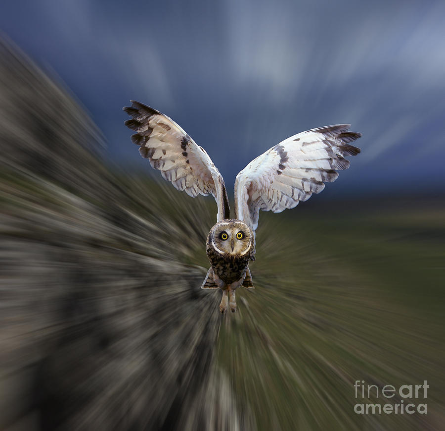 Short-eared Owl zooming Photograph by Warren Photographic