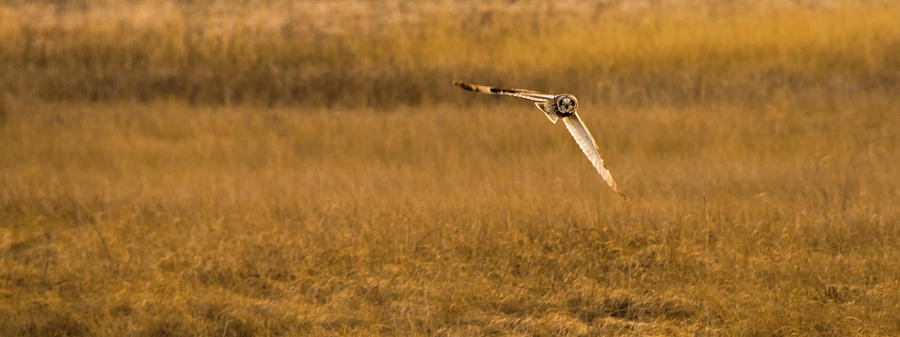 Short-Eared Wing Maneuver Photograph by Yeates Photography