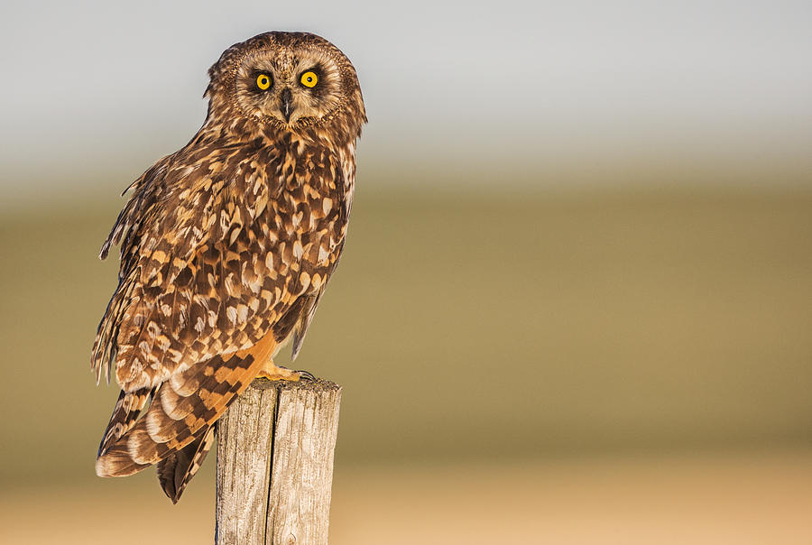 Short Earred Owl  Asio Flammeus Photograph by Robert Postma