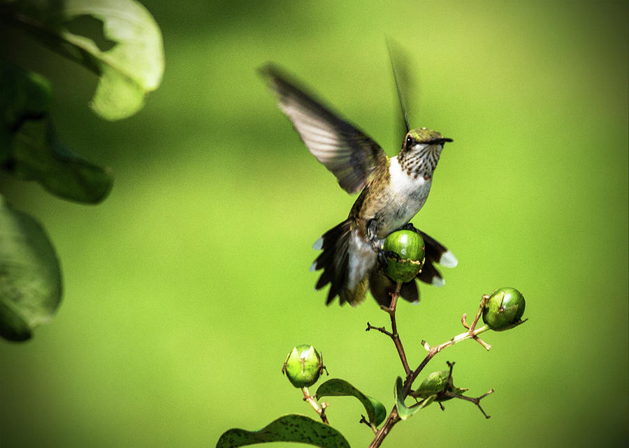 Short Field Landing - Hummingbird Photograph by Barry Jones