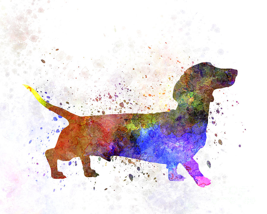 Short Haired Dachshund 01 in watercolor Painting by Pablo Romero