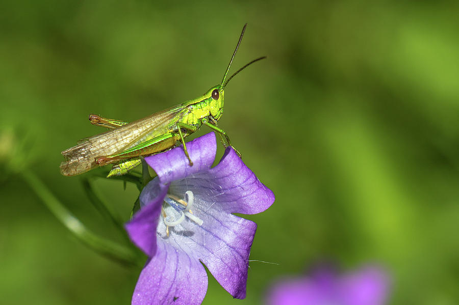 Short-horned grasshopper - Euthystira brachyptera Photograph by Jivko Nakev
