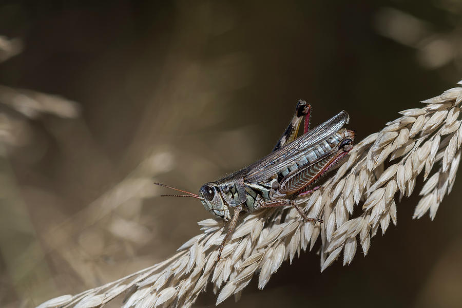 Short-horned Grasshopper Photograph by Robert Potts