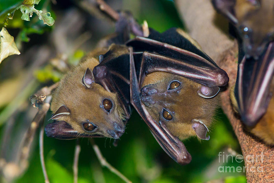 Short-nosed Fruit Bats, India Photograph by B. G. Thomson