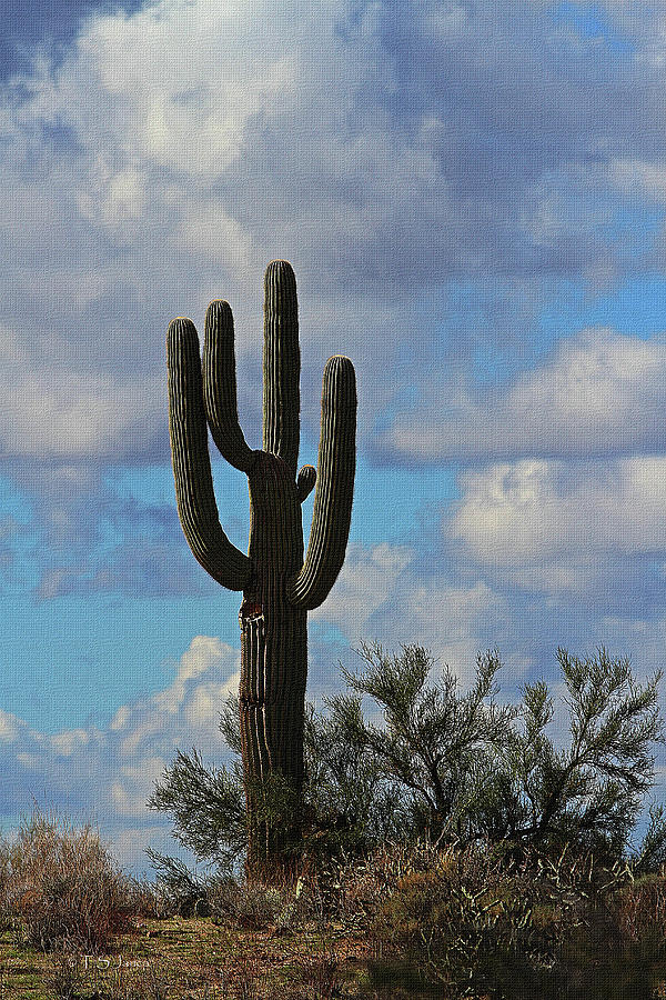 Short Saguaro And False Palo Verde At Four Peaks Digital Art by Tom Janca