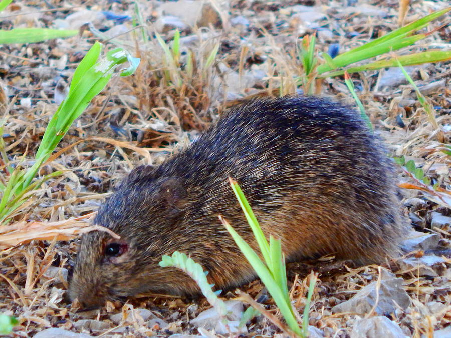 Short Tailed Prairie Vole Photograph by Virginia White - Fine Art America