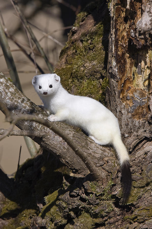 Short-tailed Weasel Mustela Erminea Photograph by Konrad Wothe