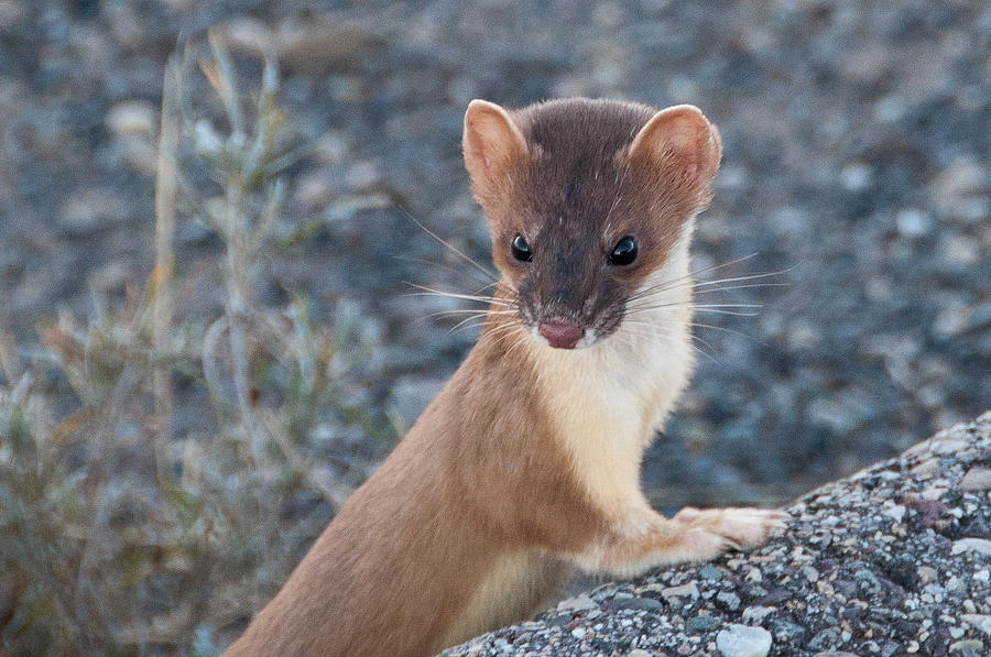 Short Tailed Weasel Photograph by Steve Stuller