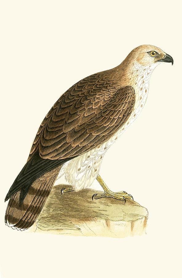 Nature Painting - Short Toed Eagle by English School