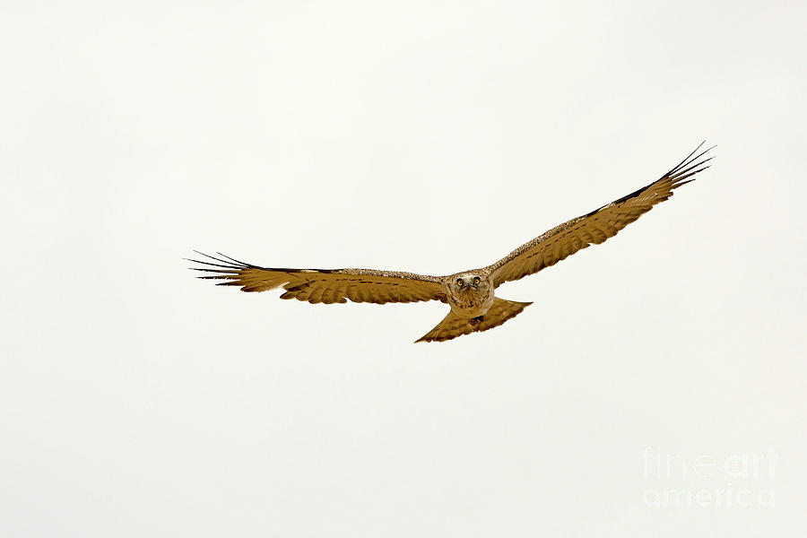 Short-toed Snake Eagle Circaetus gallicus Photograph by Alon Meir