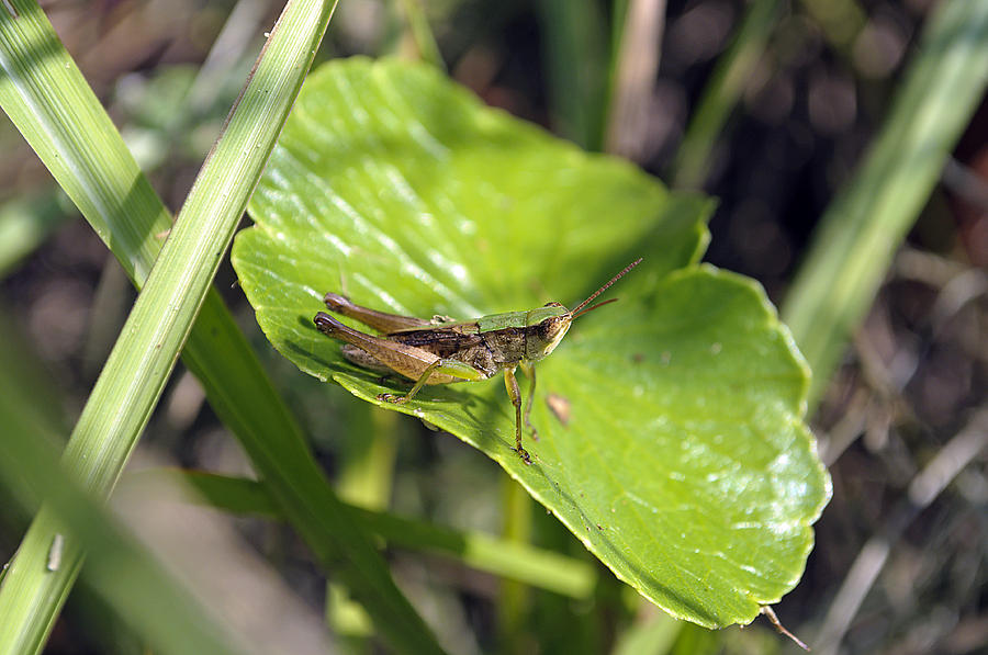 Grasshopper Photograph - Short Winged Green Grasshopper by Kenneth Albin