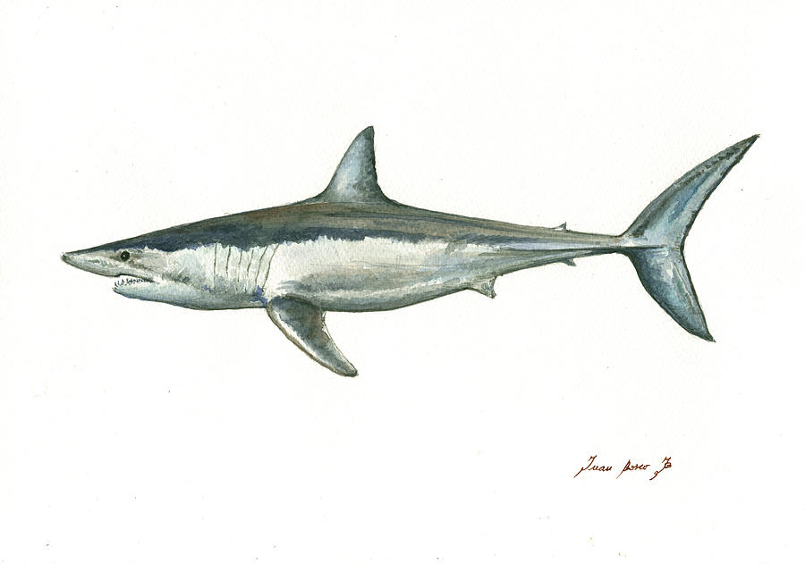 Sharks Painting - Shortfin Mako shark by Juan Bosco