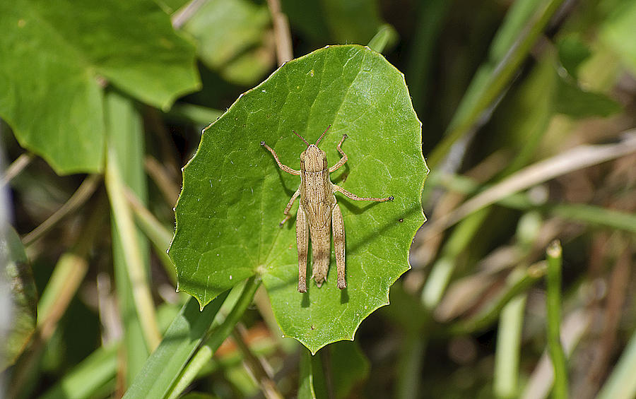 Grasshopper Photograph - Shortwinged Green Grasshopper by Kenneth Albin