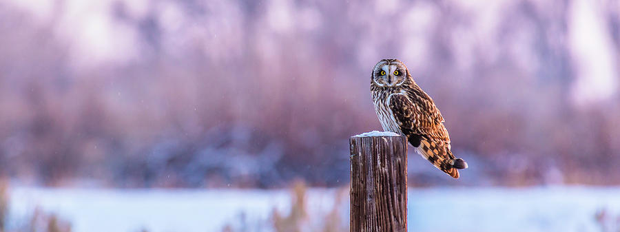Shorty Owl At Sundown Photograph by Yeates Photography