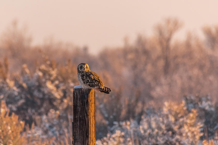 Shorty Owl In Sunset Light Photograph by Yeates Photography