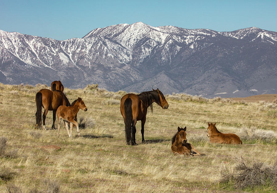 Shortys Foals Photograph by John T Humphrey