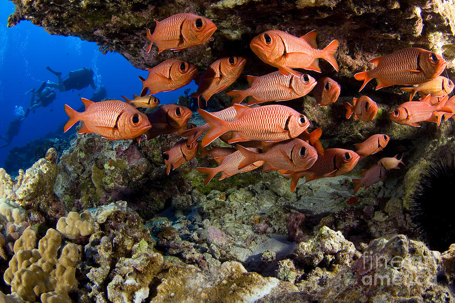 Shoulderbar Soldierfish Photograph by Dave Fleetham - Printscapes